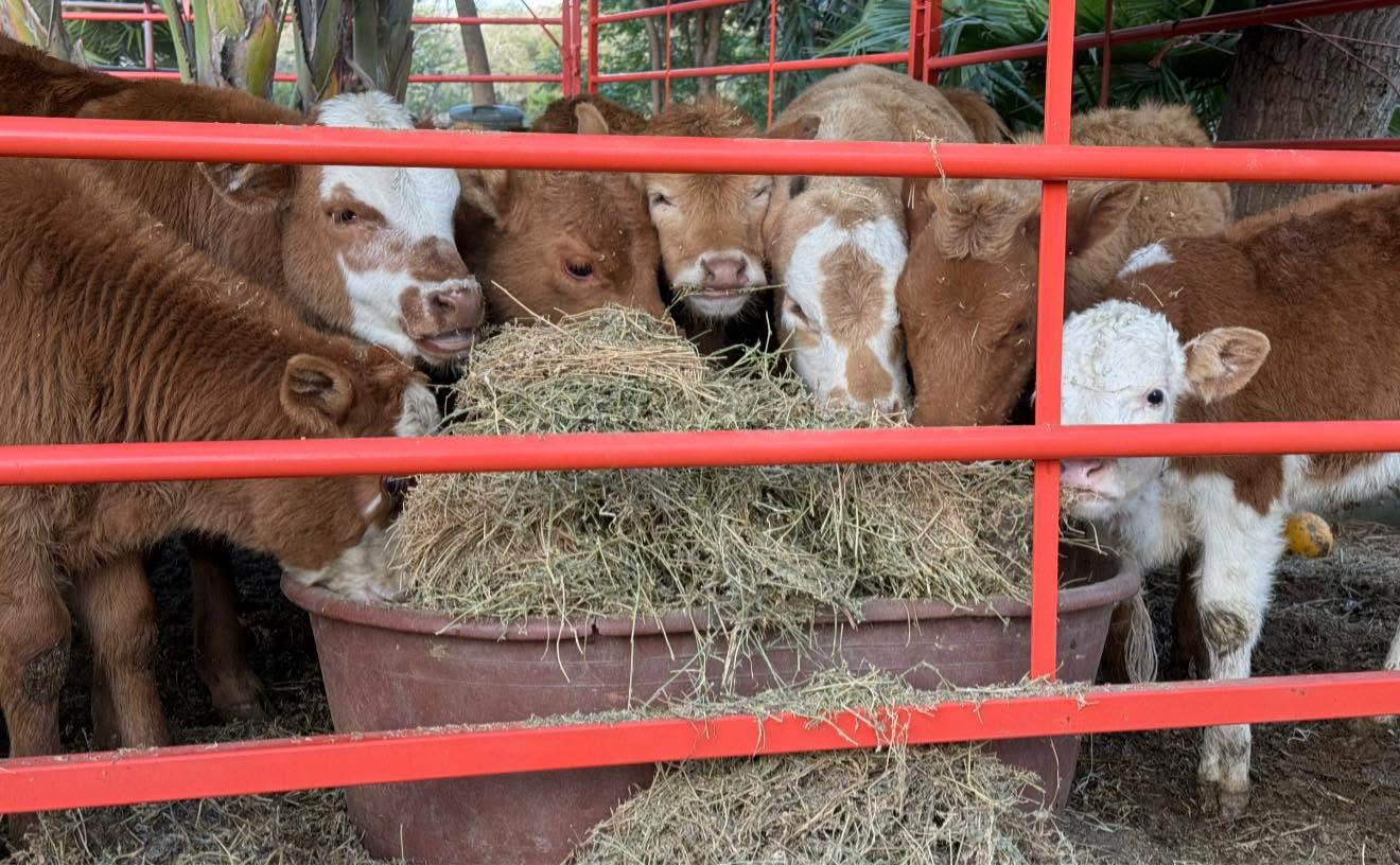 Convivencia con animales