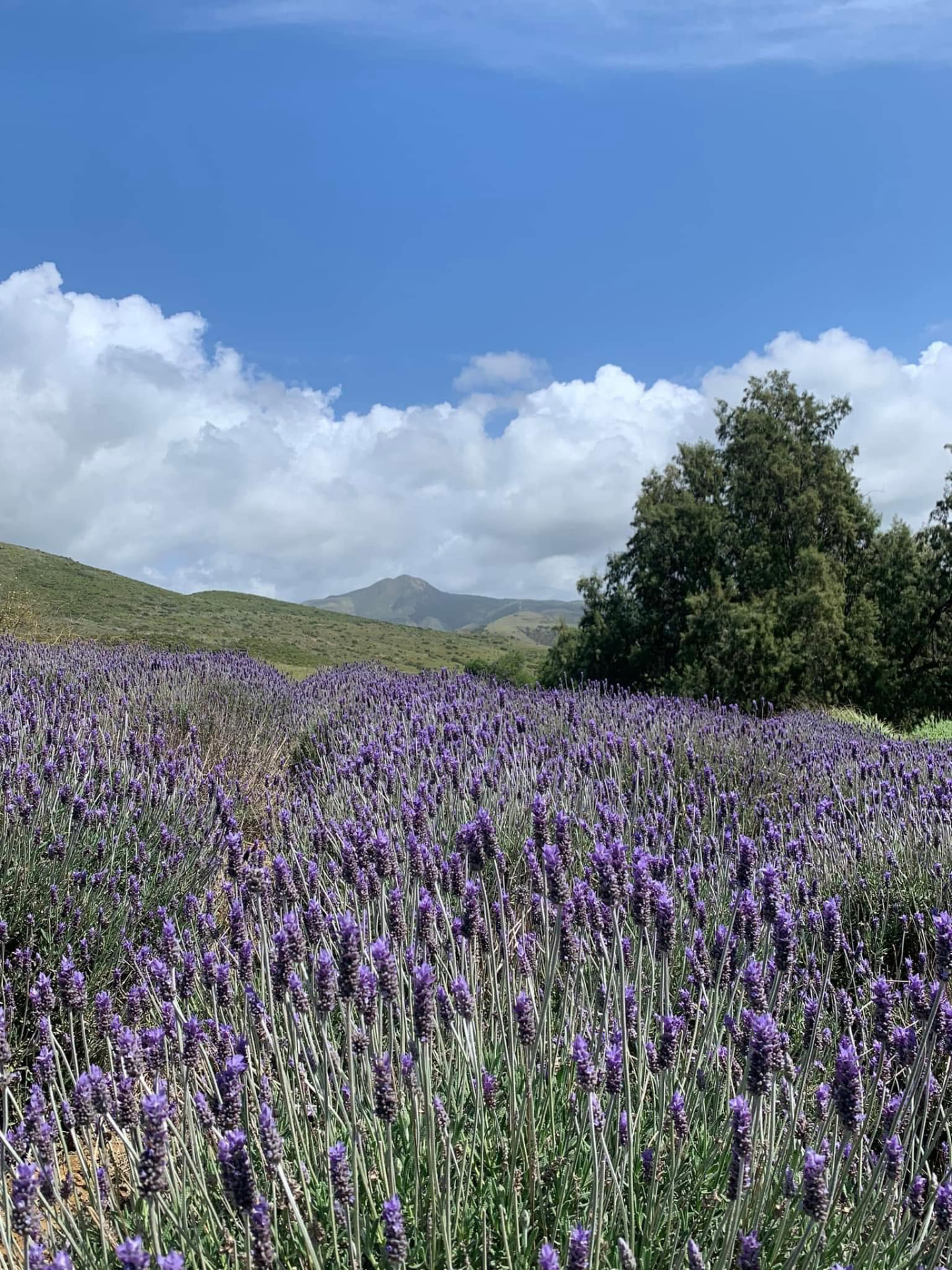 Sembradíos de flores